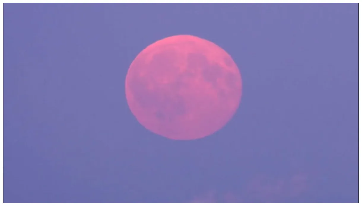 Silvae pink moon