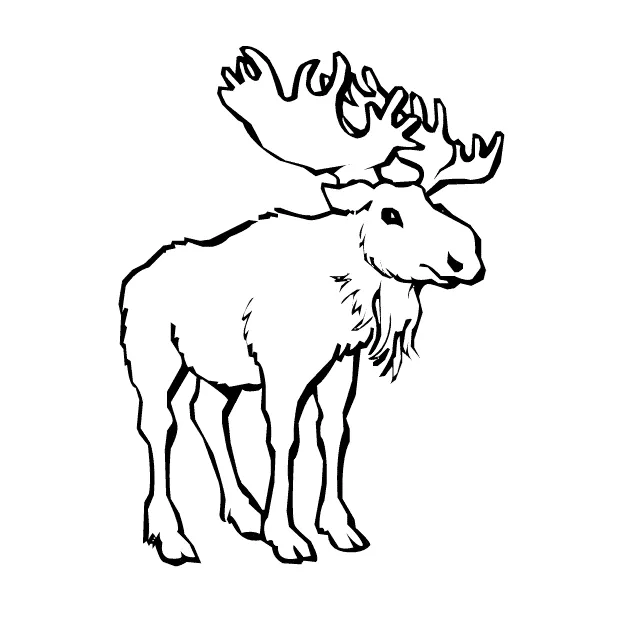 Animals town animals color sheet moose free