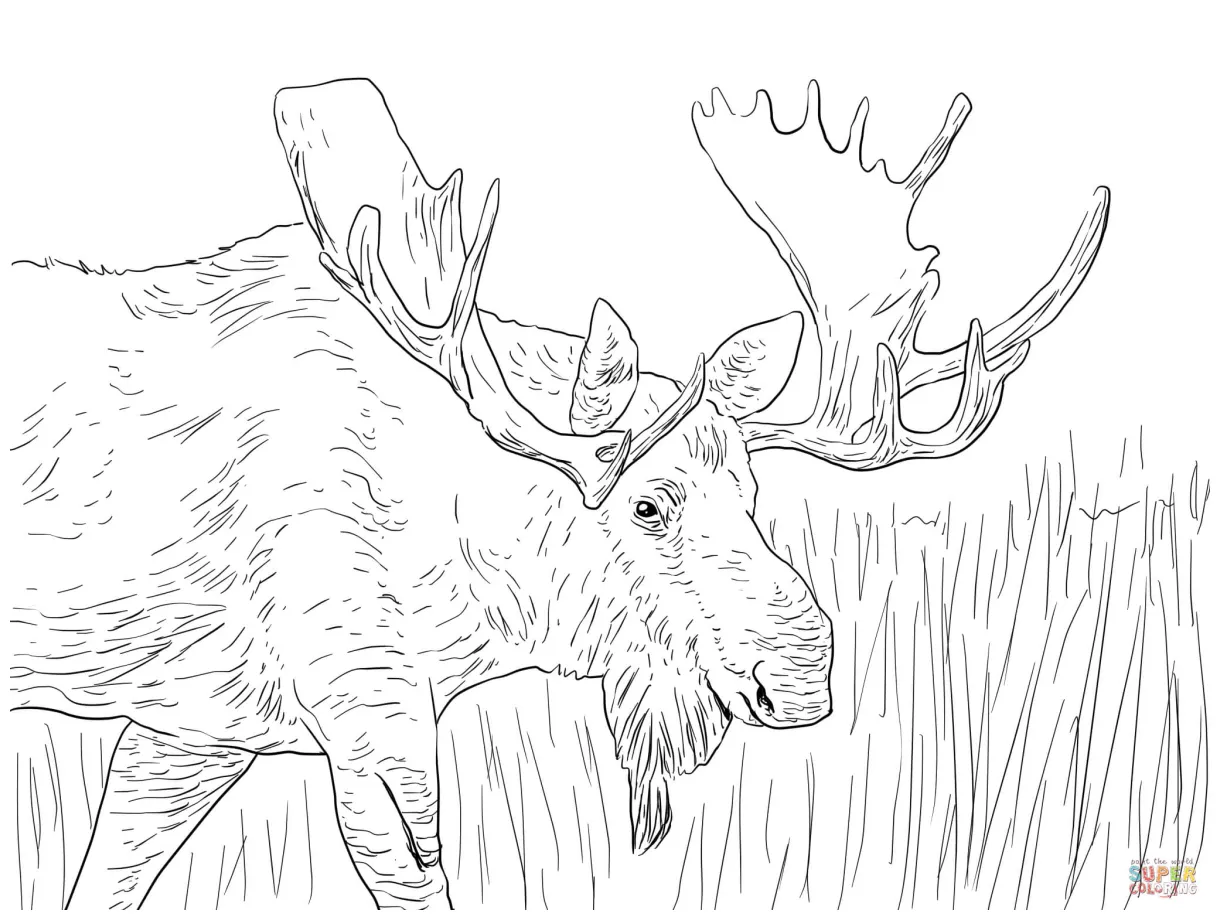 Alaska Moose coloring page | Free Printable Coloring Pages