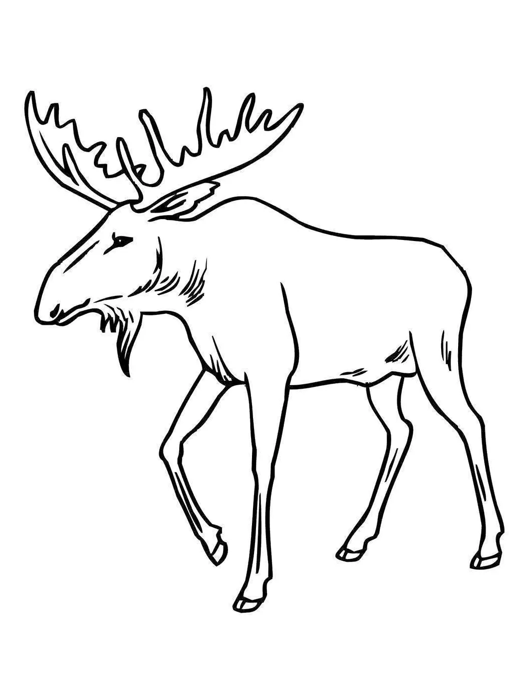 Moose Coloring Pages Coloring Sheets - Free Printable Coloring Pages