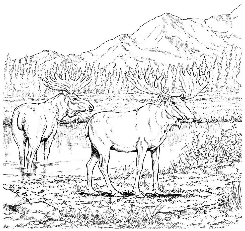 Moose Coloring Pages - Free Printable Coloring Pages for Kids