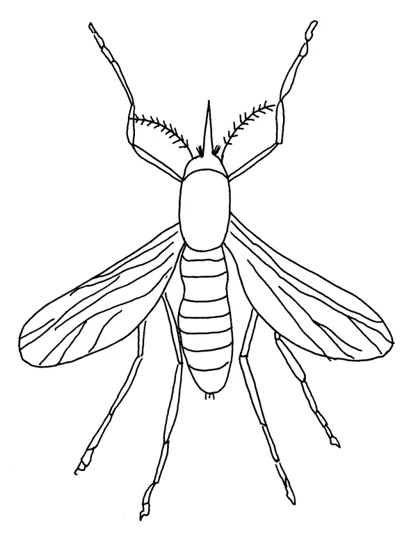 Animals town animals color sheet mosquito