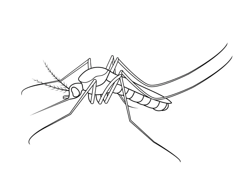 Mosquito coloring page