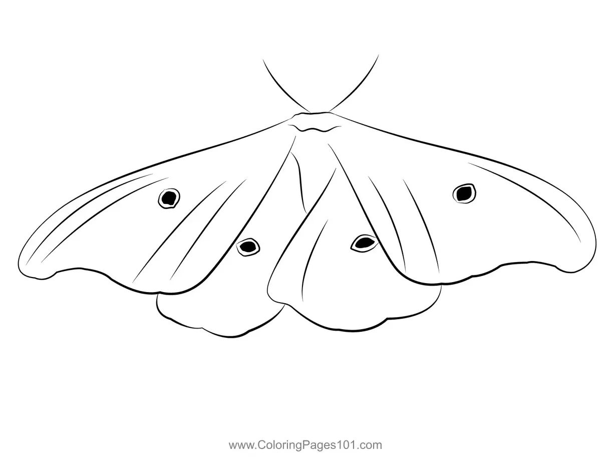 Moth look coloring page for kids free moths printable coloring pages