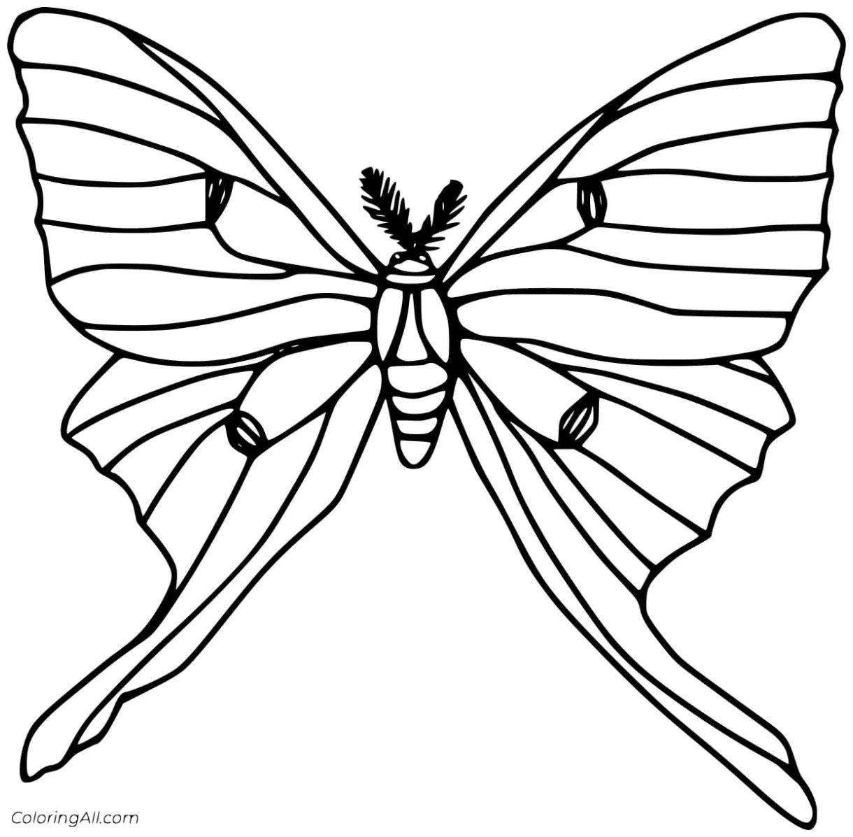 Moth printable free coloring pages coloring cool