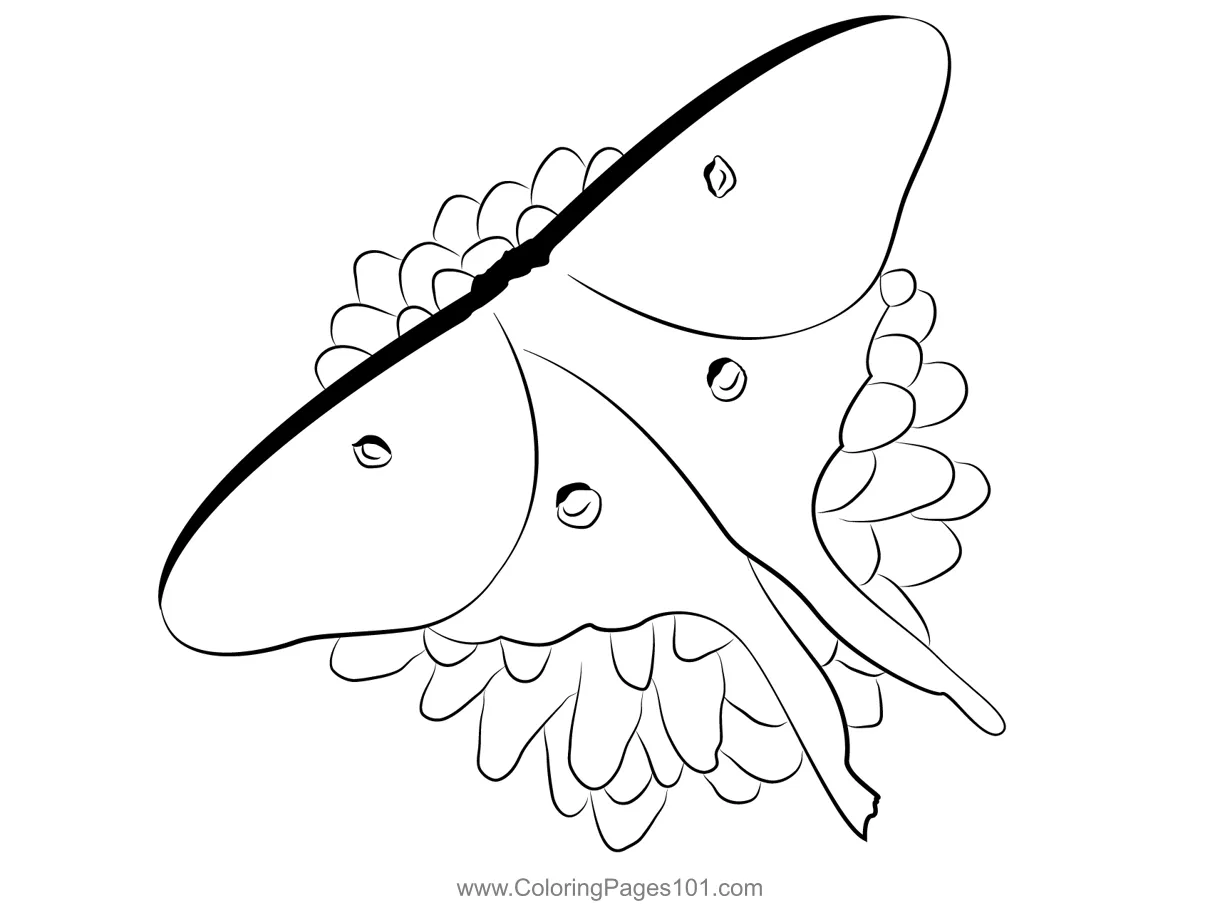 Moth flower up coloring page for kids free moths printable coloring printable coloring page