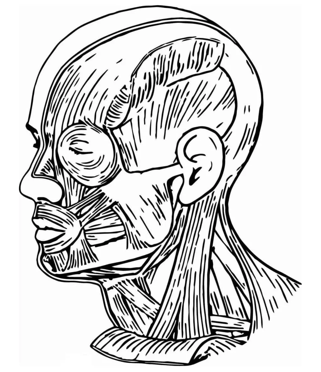 Printable human muscles anatomy coloring page and print