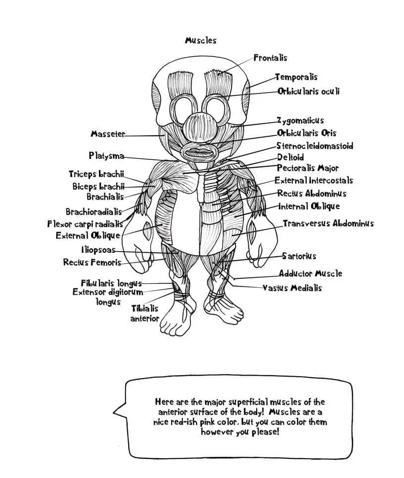 Printable anatomy of the muscle coloring page and print printable coloring page