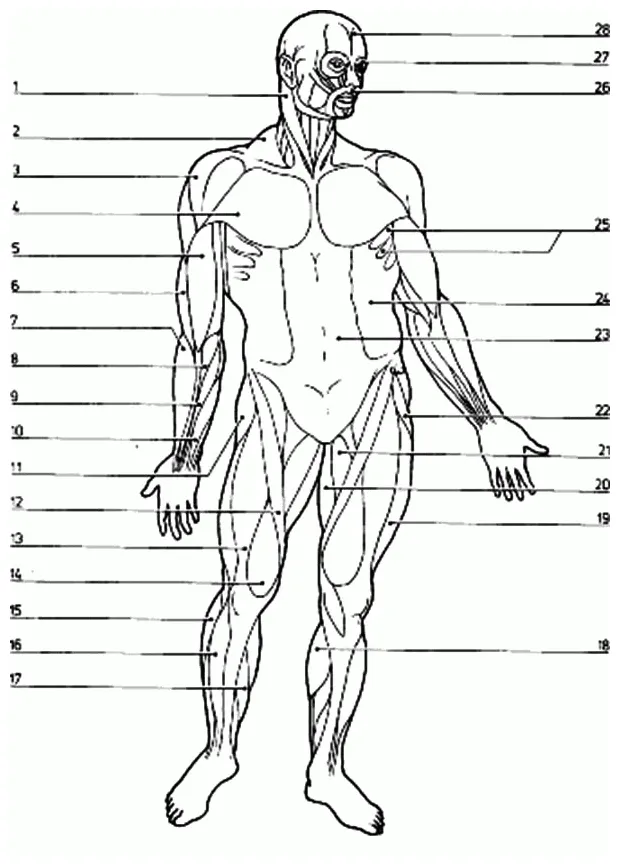 Muscle coloring page coloring home