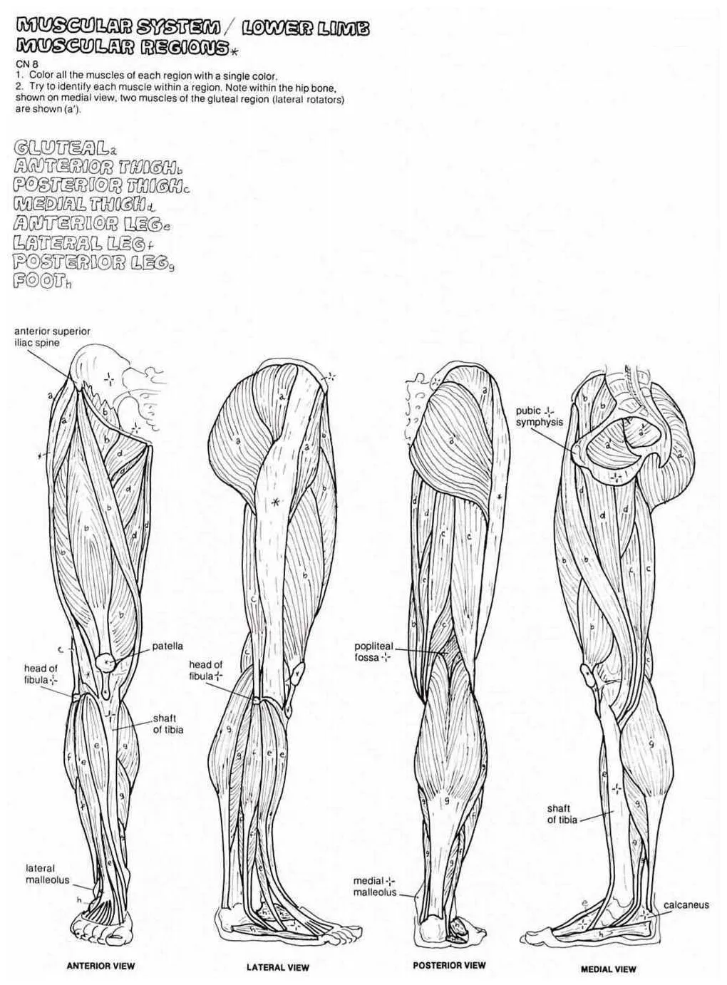 Muscle coloring page coloring home