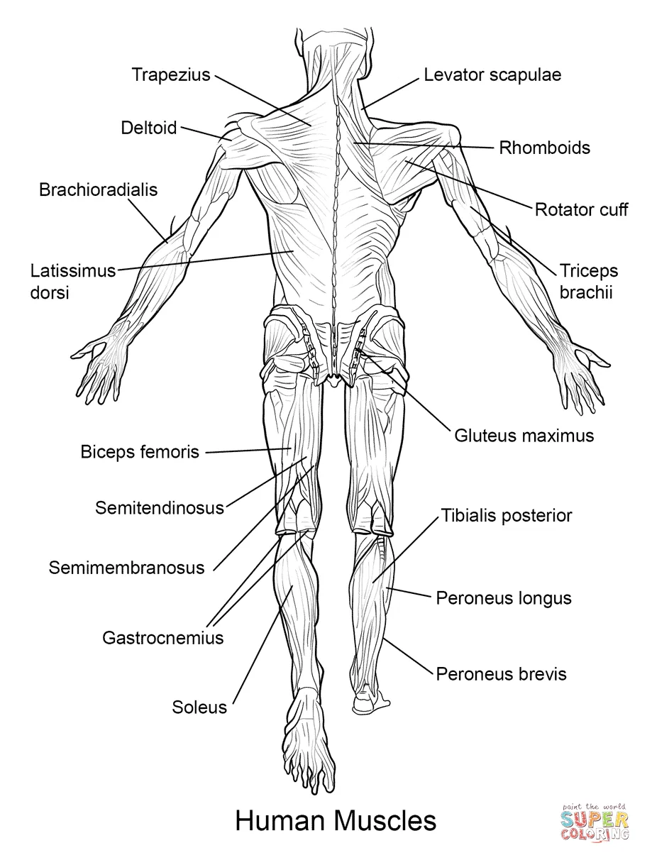 Muscle coloring page coloring home