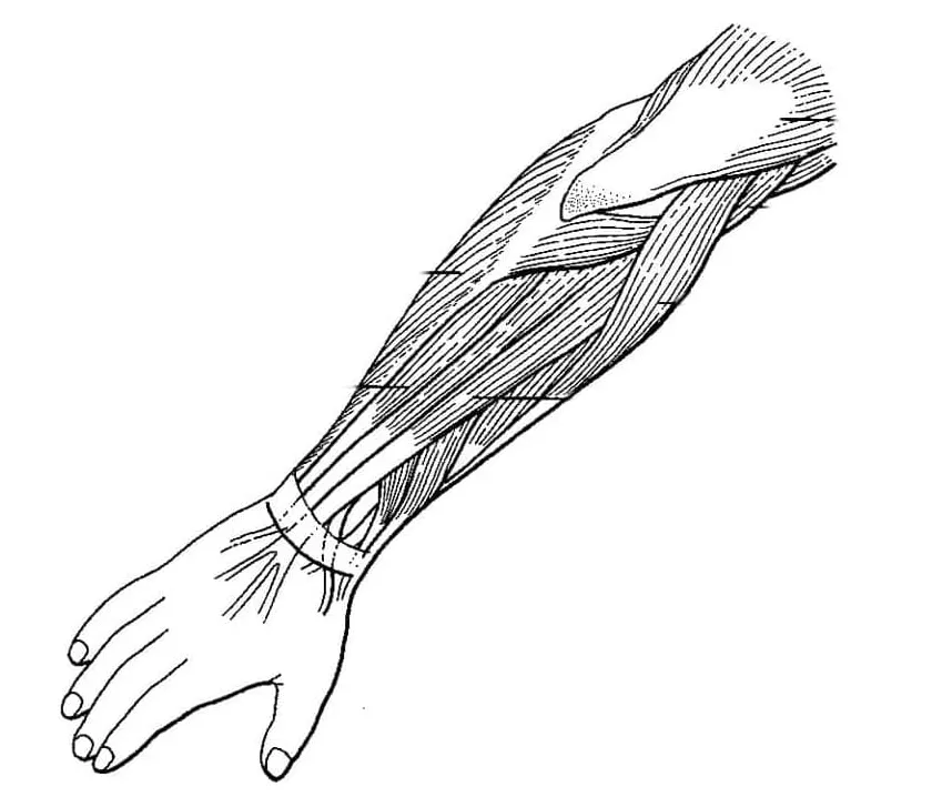 Printable muscles anatomy coloring page and print for you printable coloring page