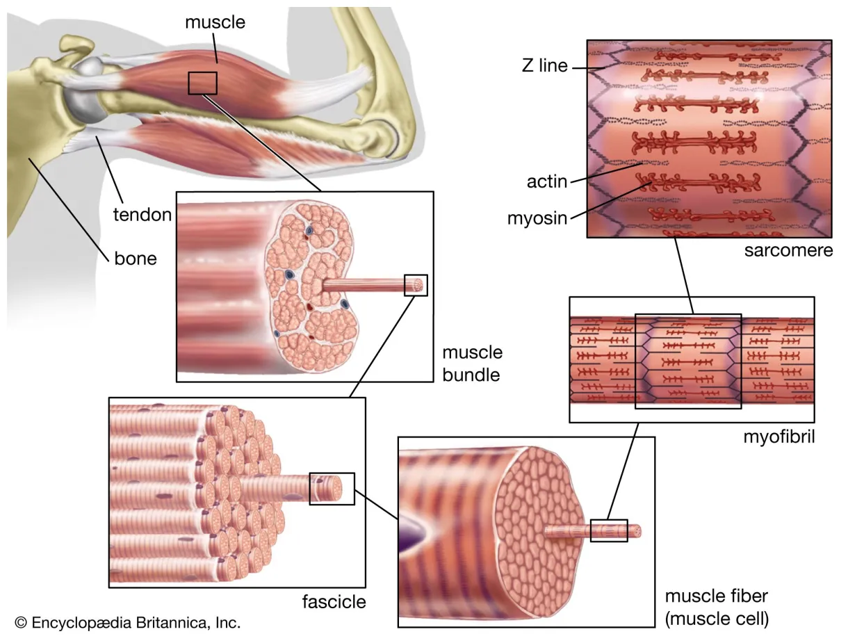 Sarcomere physiology britannica
