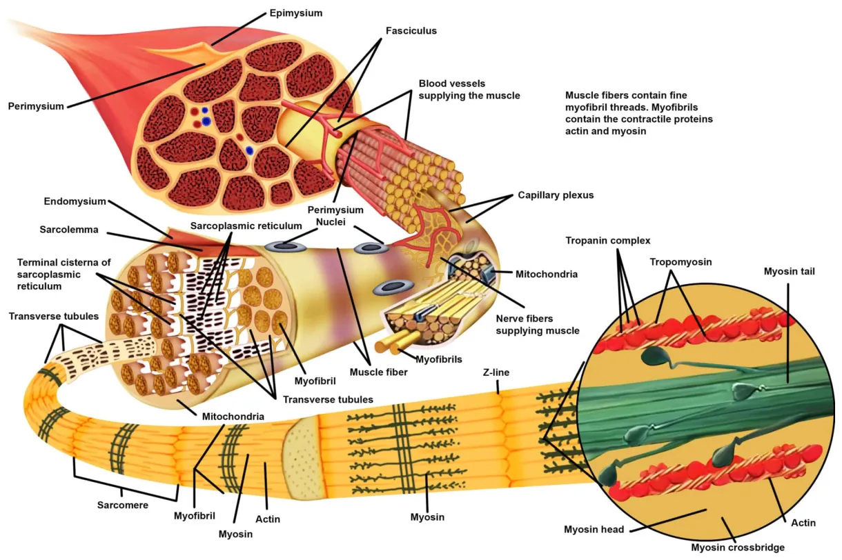 Chapter 3 the muscular system