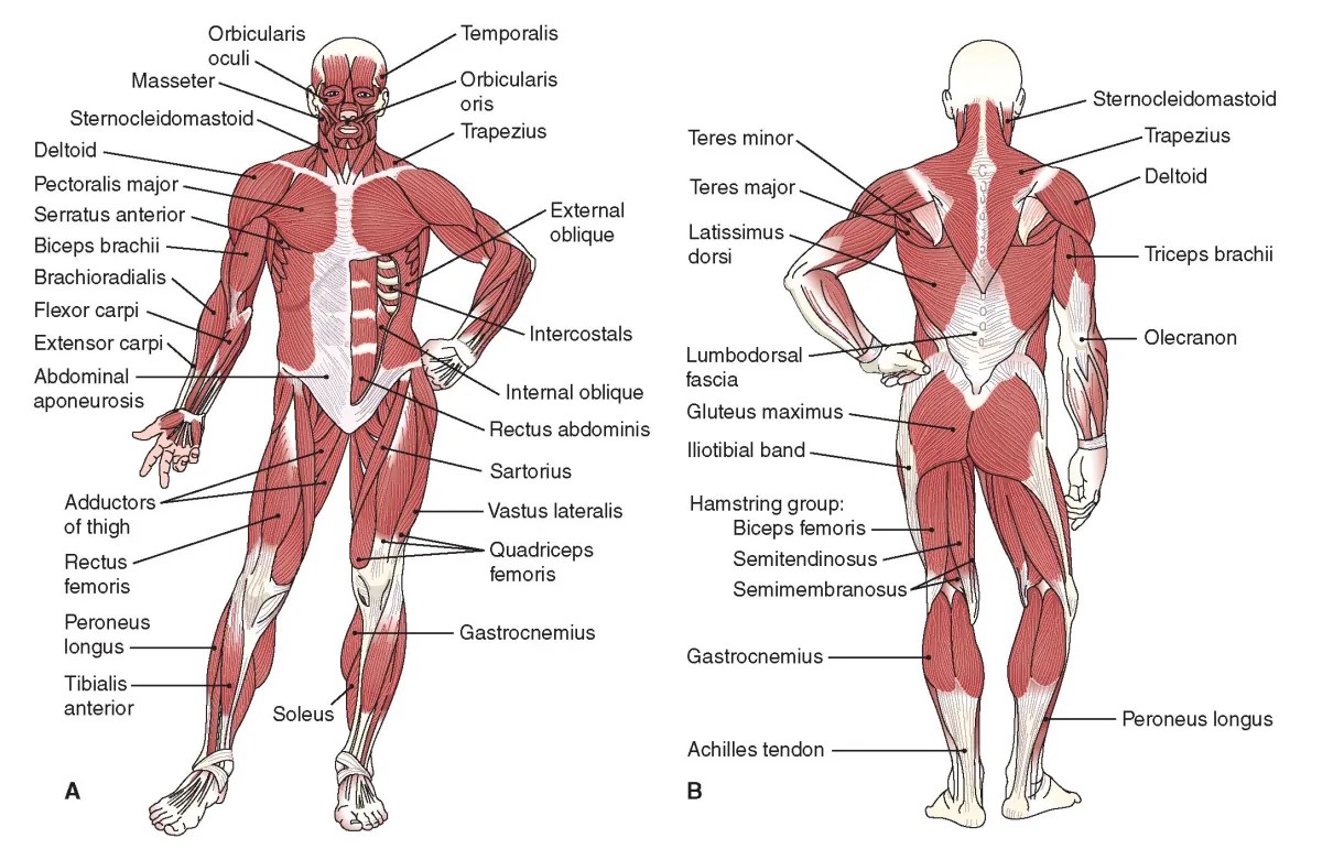 Pin by pamela copeland on anatomy human muscular system, human body