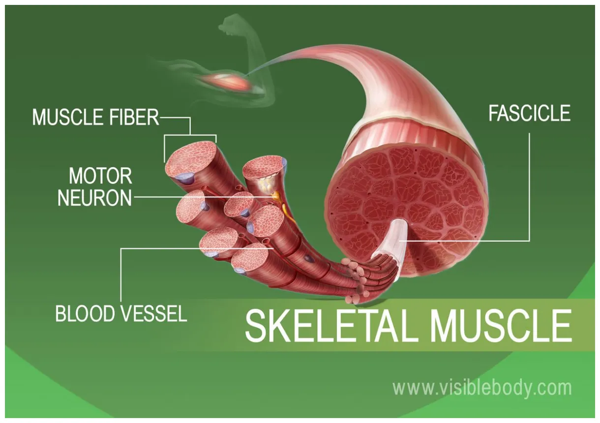 Muscle tissue types learn muscular anatomy