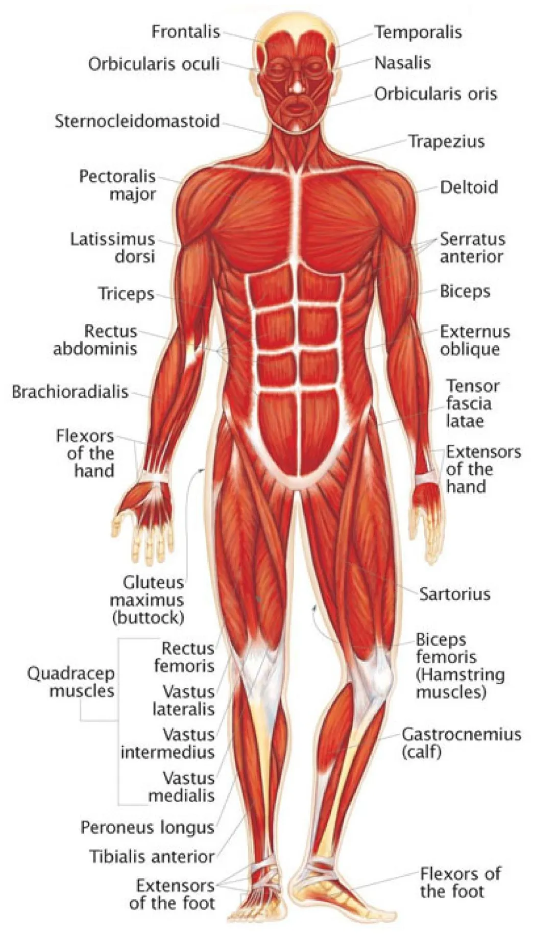 N relacionada human muscular system, medical anatomy, human body