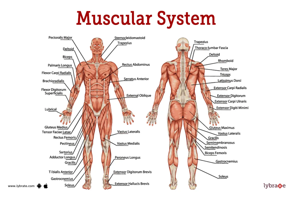 Muscular system human anatomy picture, functions, diseases, and