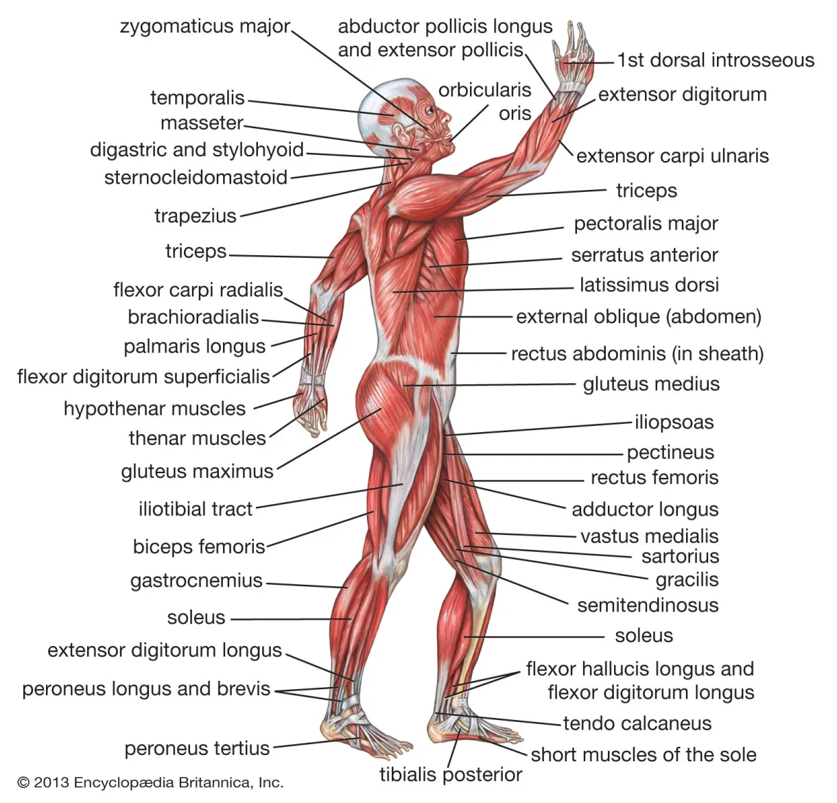 Human muscle system functions, diagram, & facts britannica