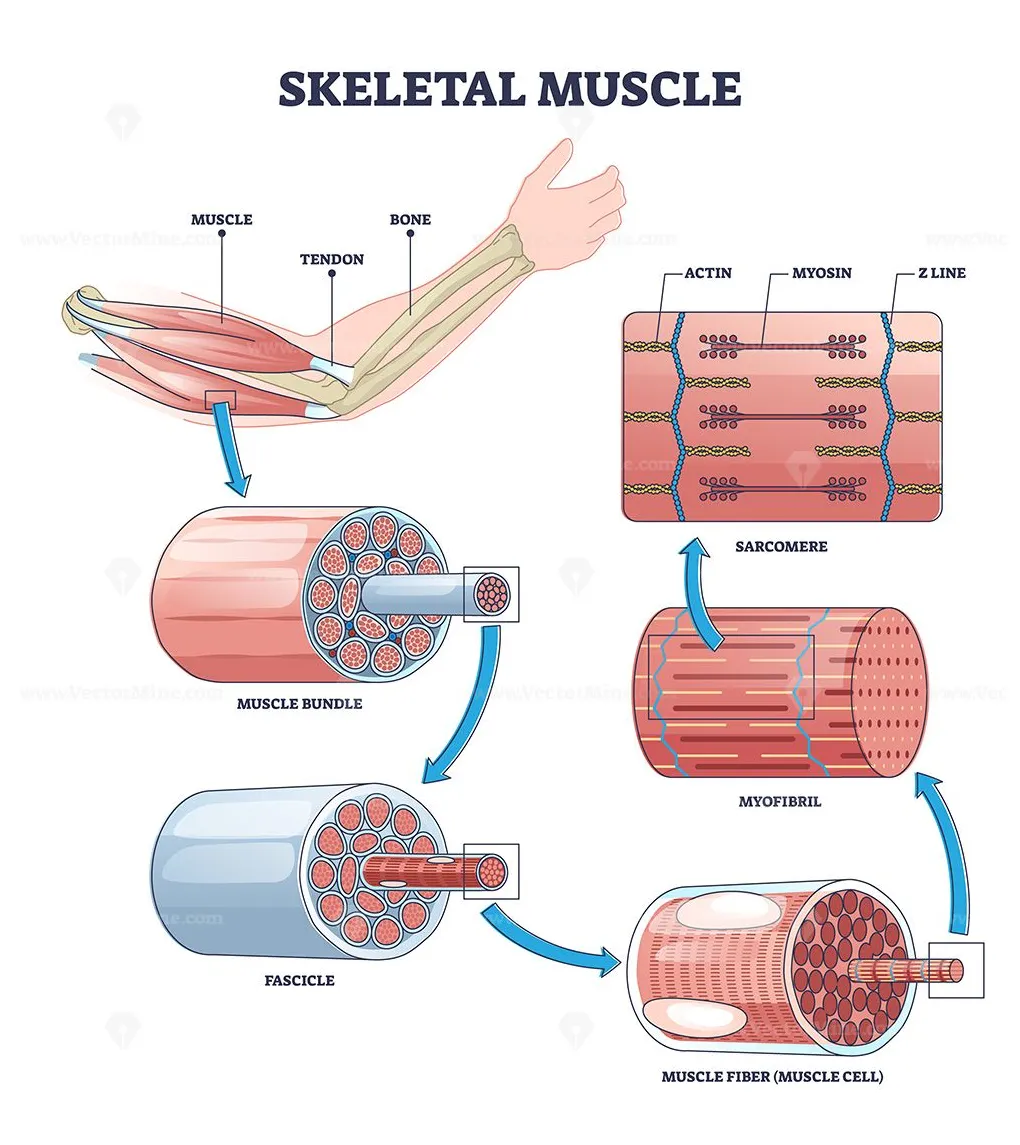 Skeletal muscle structure layers with anatomical closeups outline