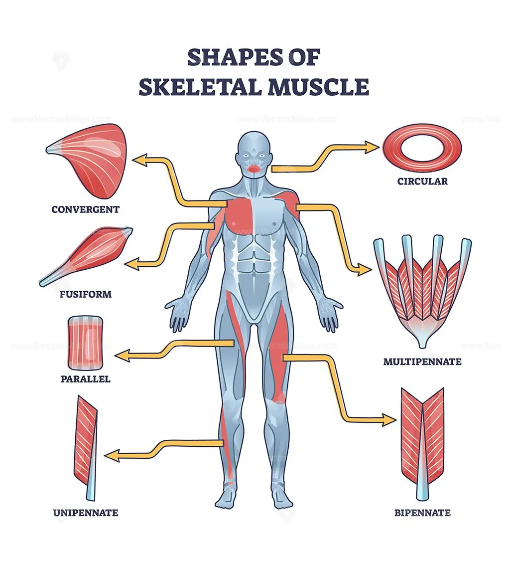 Shapes of skeletal muscles with various muscular types outline diagram