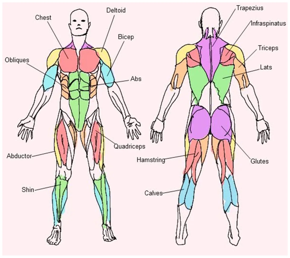 Major muscle groups body muscle anatomy, human body muscles, muscular