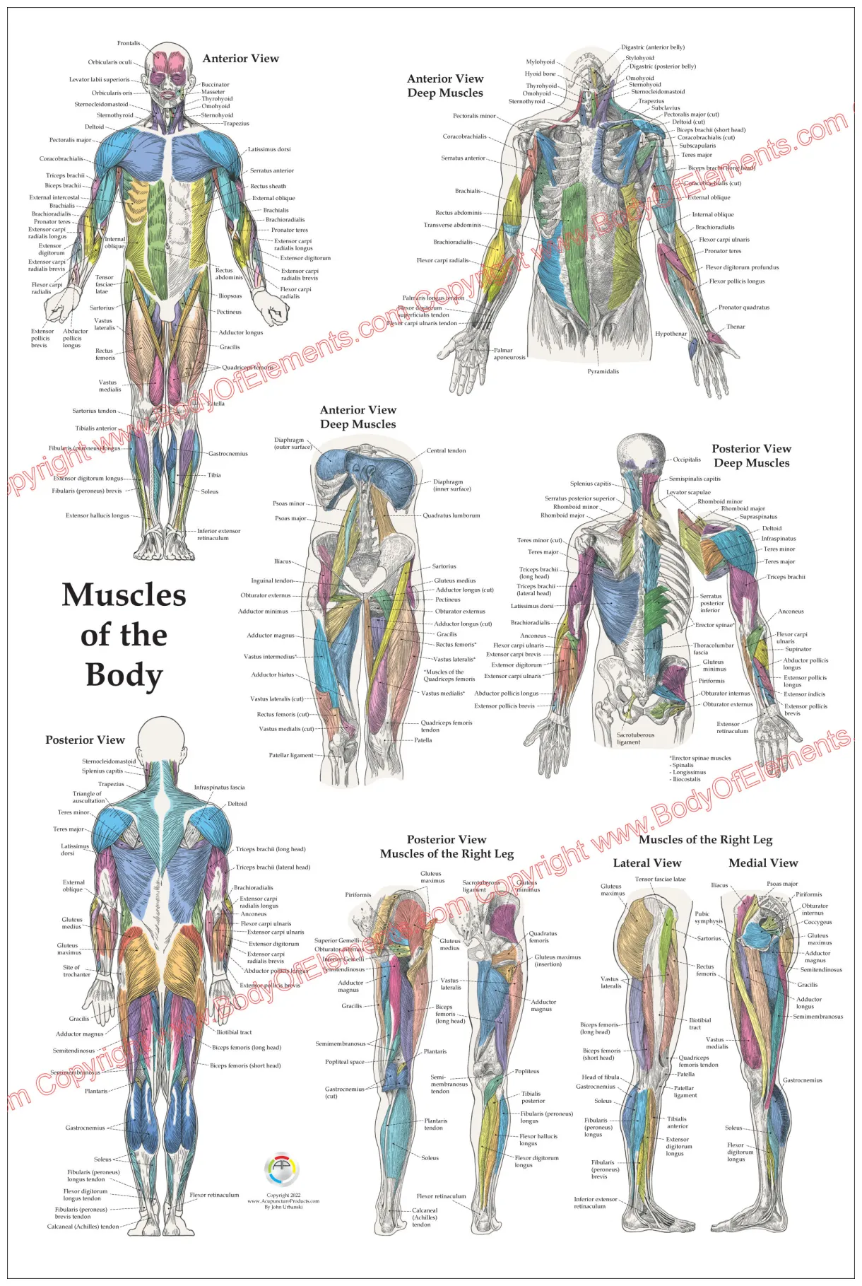 Muscle anatomy poster anterior, posterior and deep layers printable coloring page