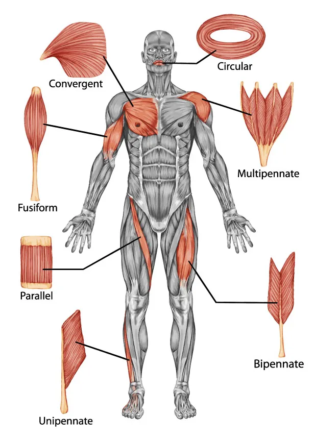 Names of human muscles with illustration / 9 591 human muscle high res