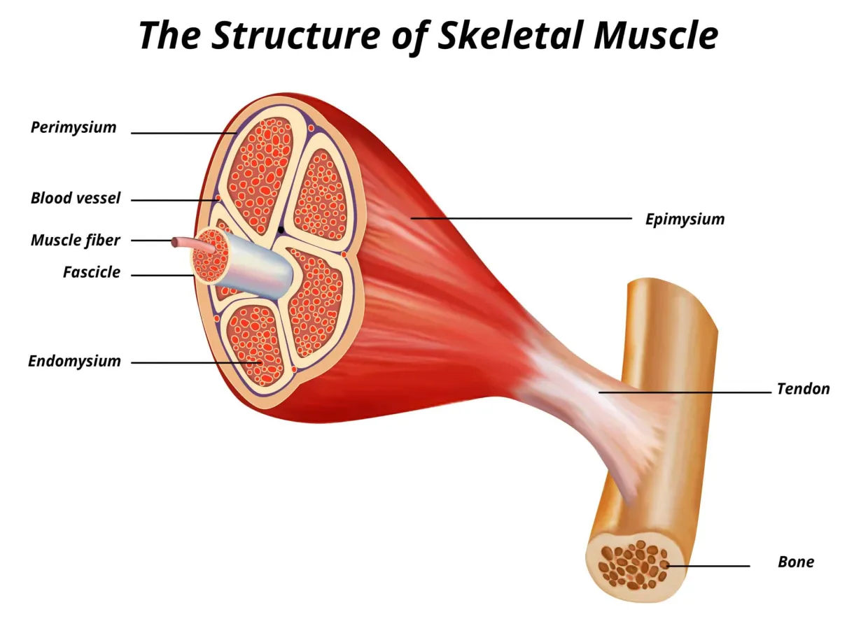 Chapter 3 the muscular system