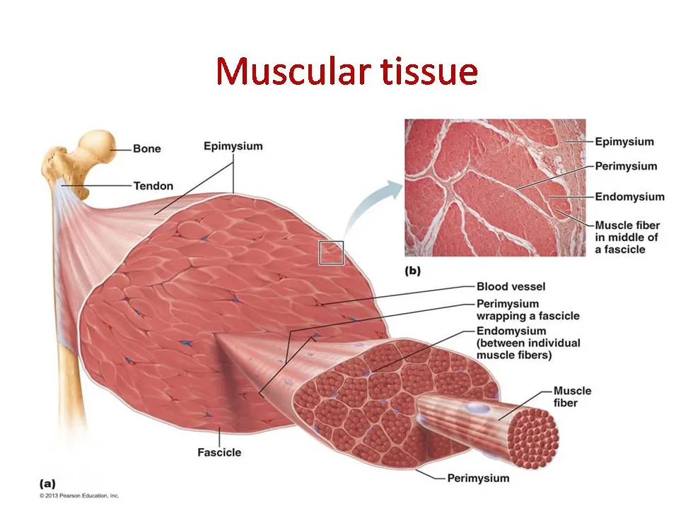 Muscular tissue skeletal, smooth and cardiac muscle online biology notes