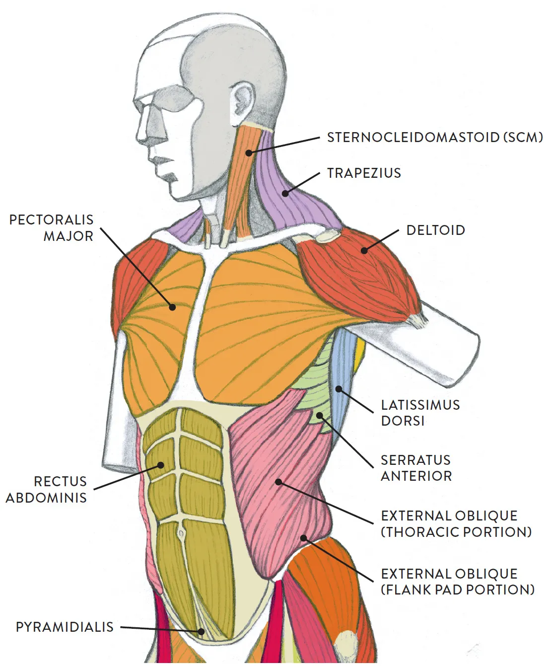 Muscles of torso diagram