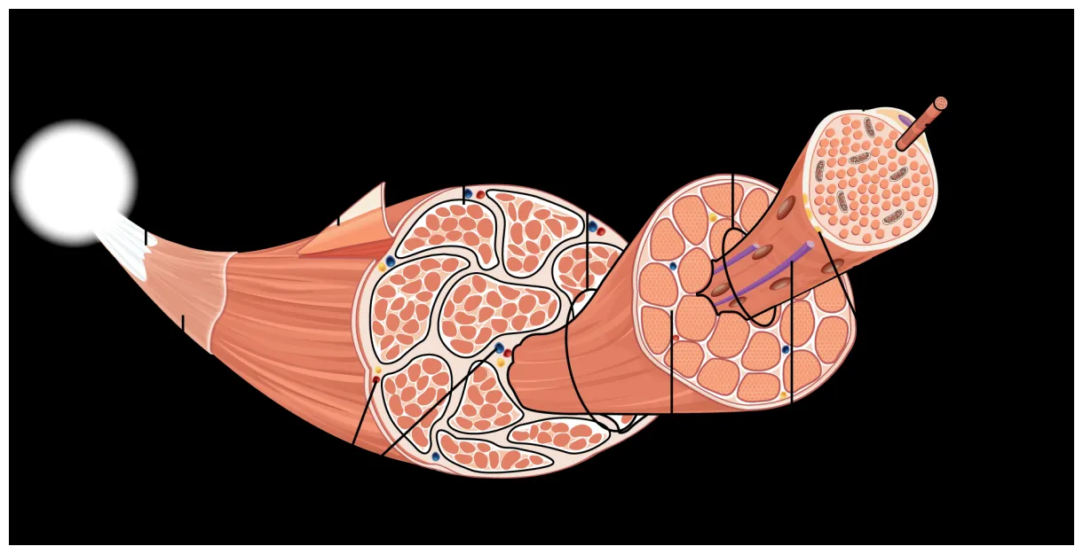 10.2 skeletal muscle mohawk pn structure & function of the human body