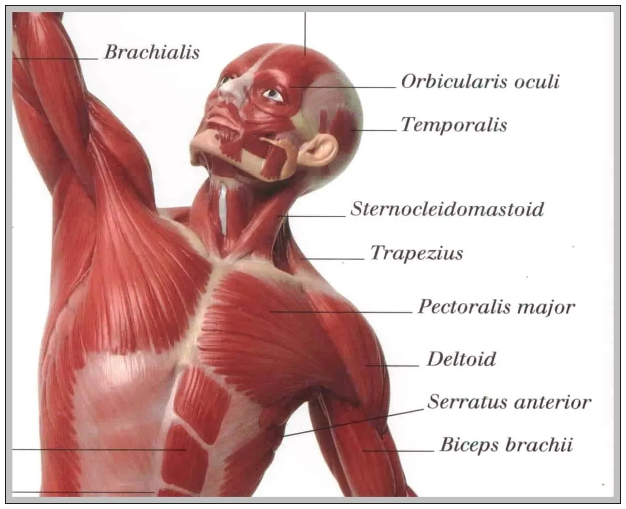 Muscle of body labeled at harrison lauzon blog