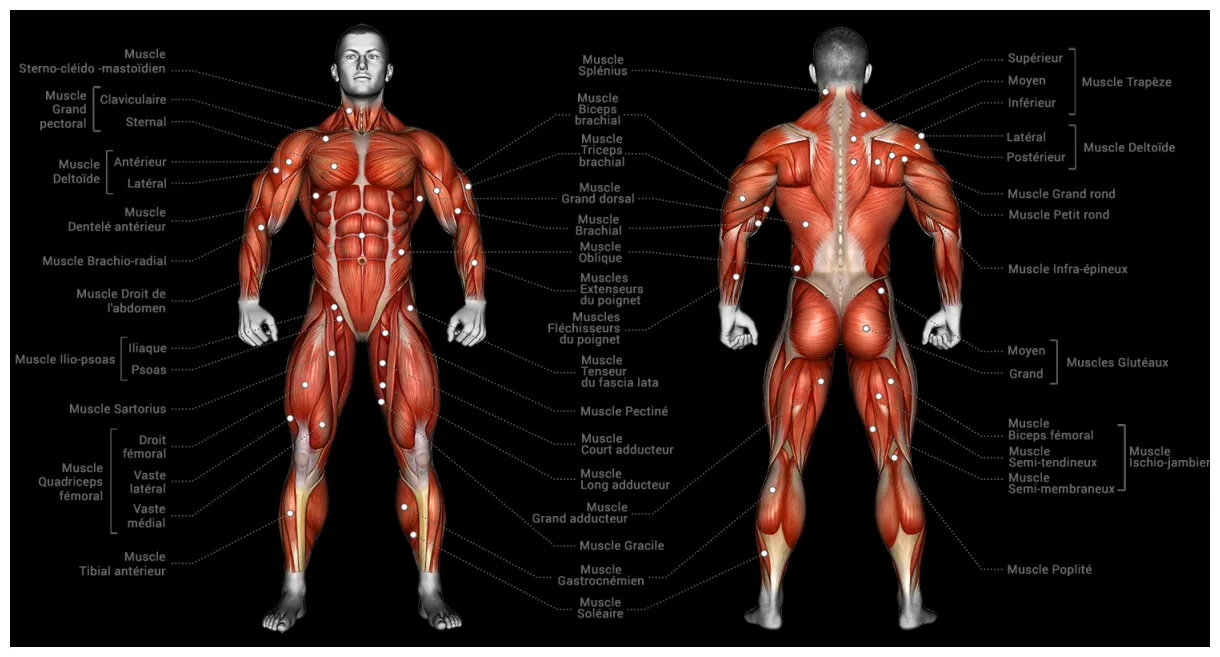Anatomie générale des muscles du corps humain nutrikam