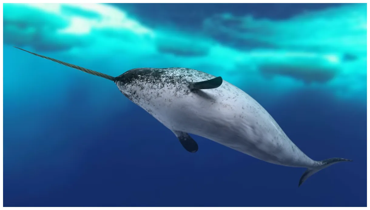 Narwhal model turbosquid 2014061