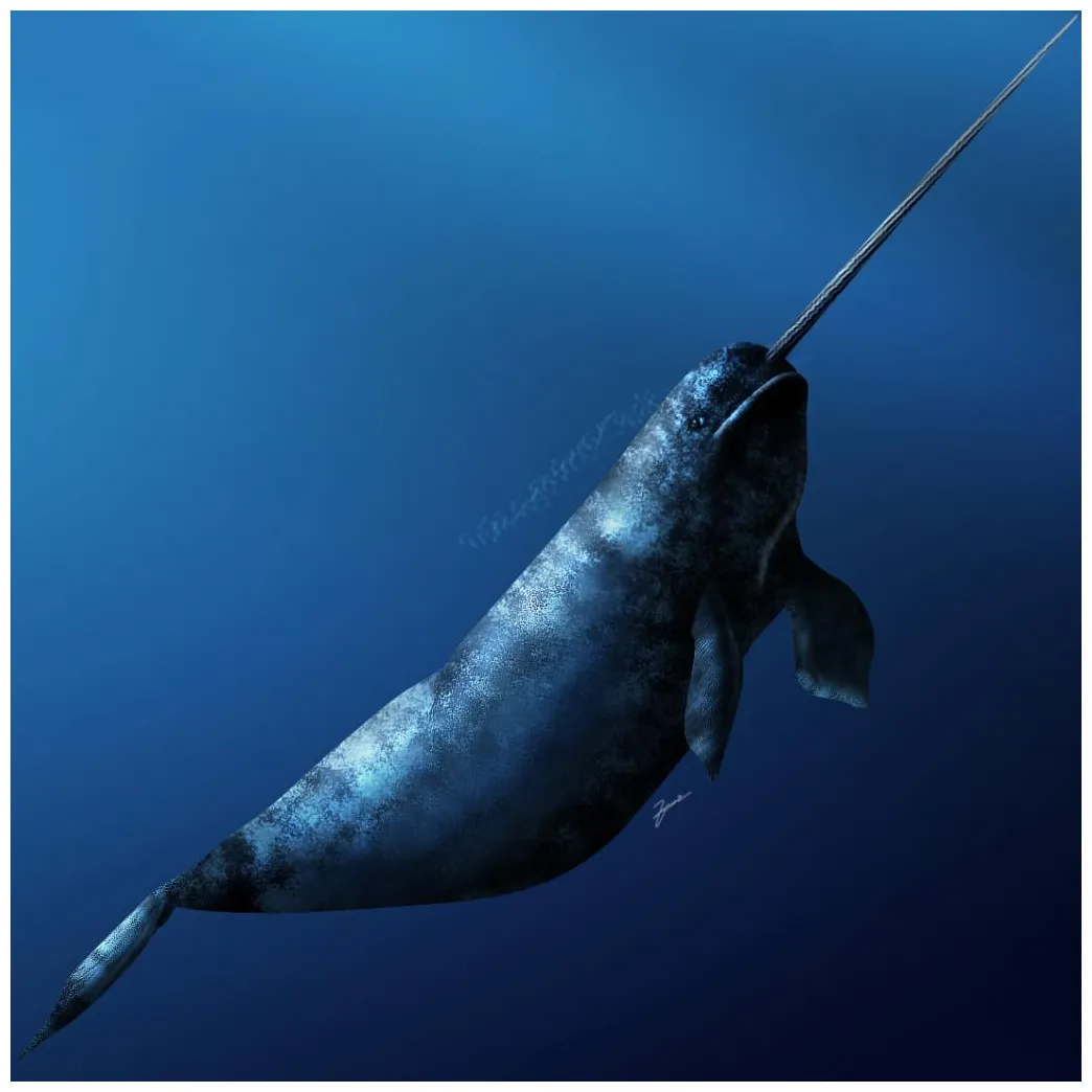 Narwhal picture by foxxx drawingnow printable coloring page