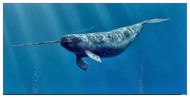 The narwhal is a toothed whale found in the arctic, however we think it