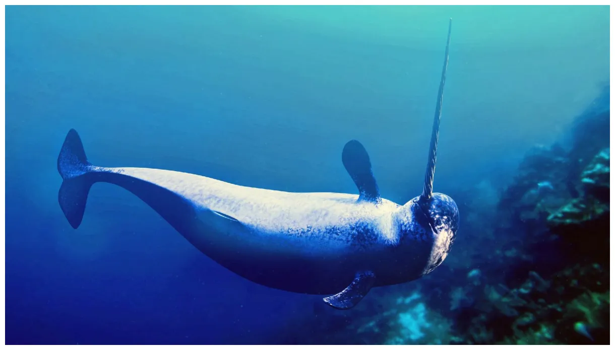 Mystical narwhal names 250+ from enchanted to legendary