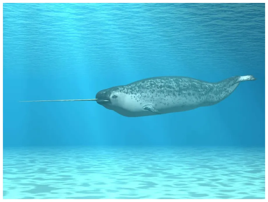 [100+] narwhal pictures s