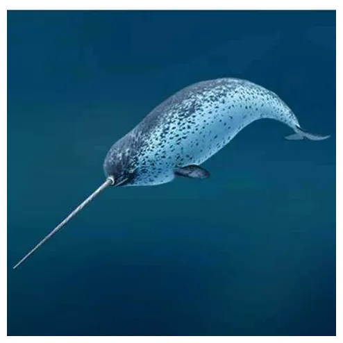 21 narwhal ideas narwhal, whale, sea creatures