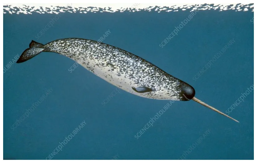 Narwhal, artwork stock c002/7622 science library