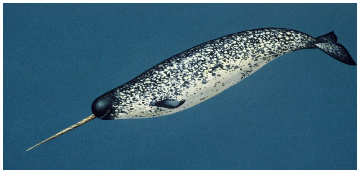Narwhal narwhal narwhal, narwhal pictures, cute animals