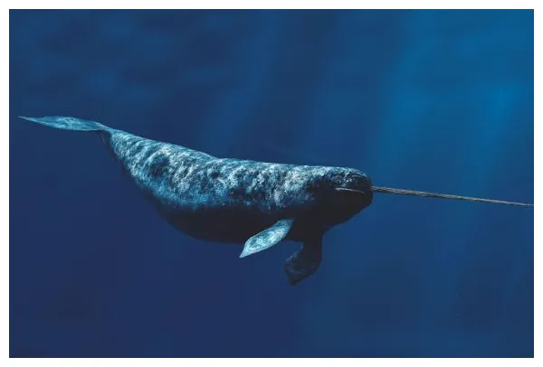 Narwhal animals adda earth buddies