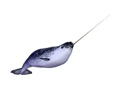 Narwhal isolated free public domain pictures