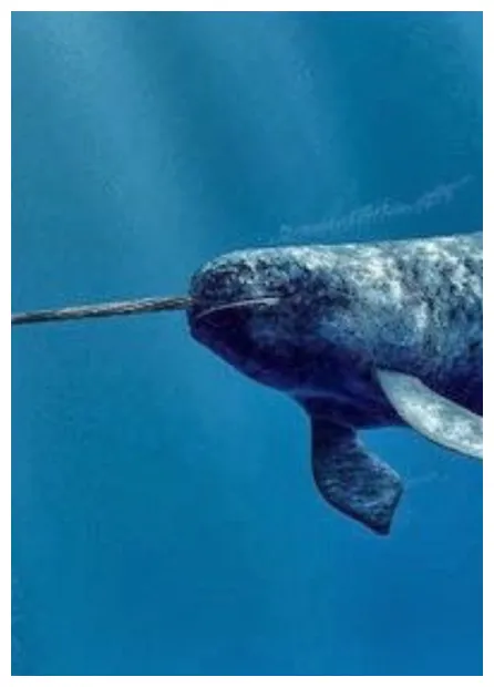 Narwhal fan casting