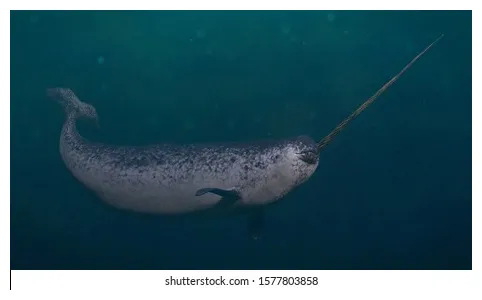 482 narwhal tusk s, s & vectors shutterstock