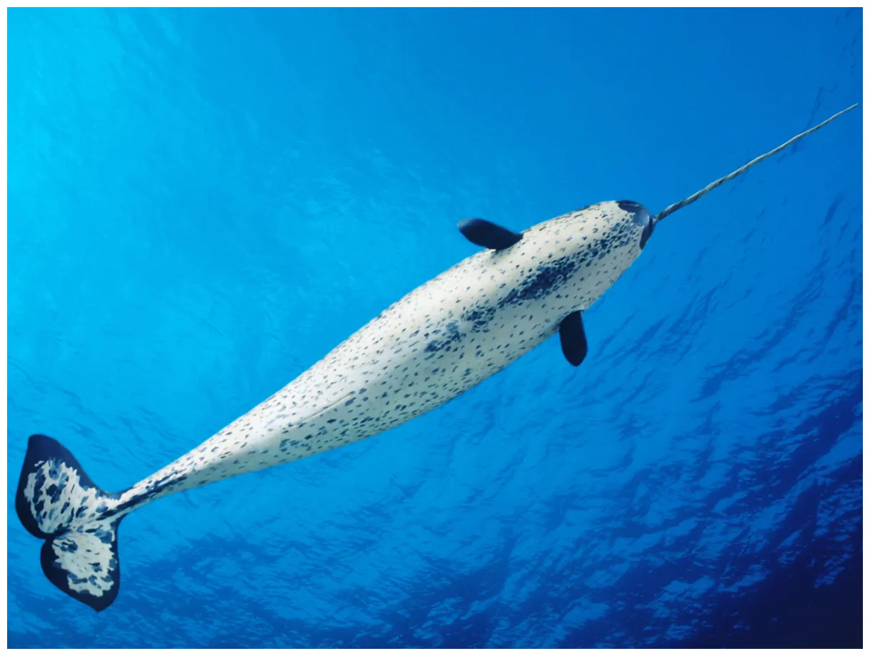 The other ivory trade narwhal, walrus and mammoth the independent