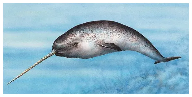 Narval, nadide hayvanlar, gergedan