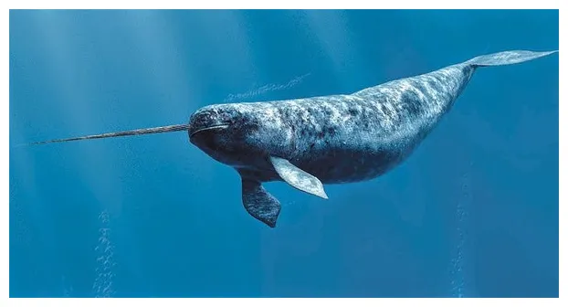 25 awesome narwhal fun facts