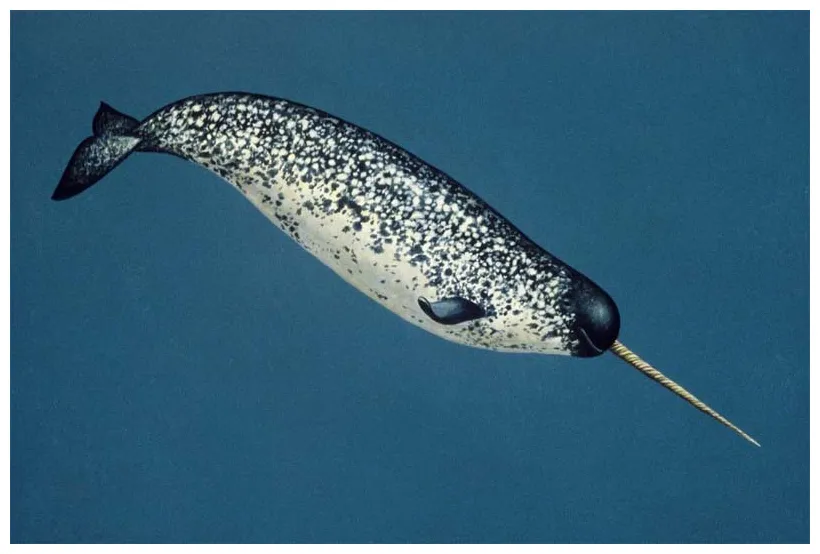 Top 10 cold weather animals depth world